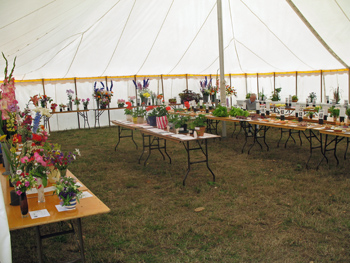 ascot horticultural  society summer show