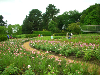 savill rose garden