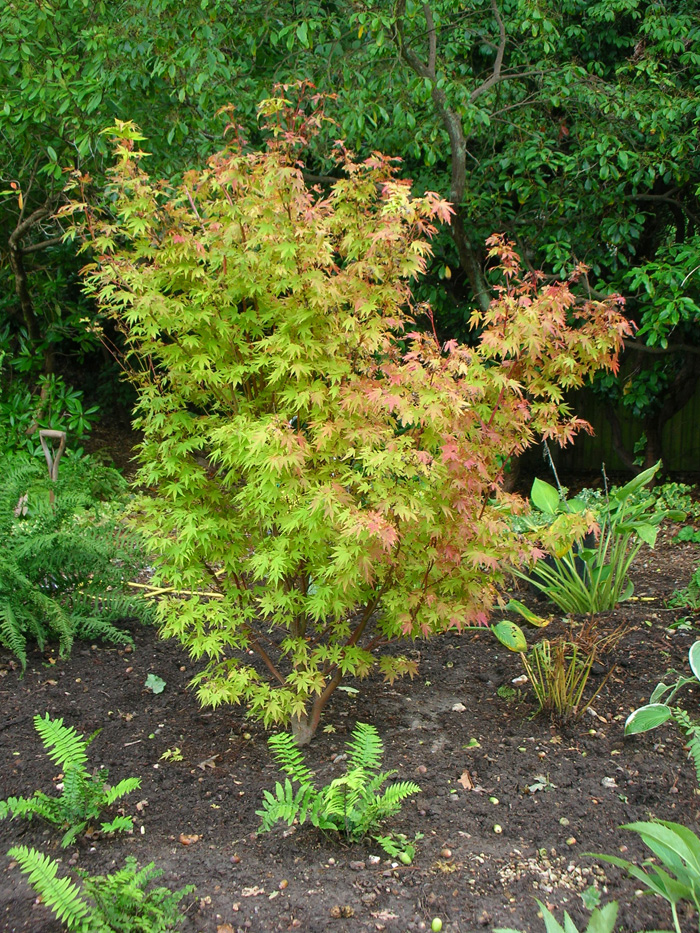 Acer Corallinum, ferns and Hostas