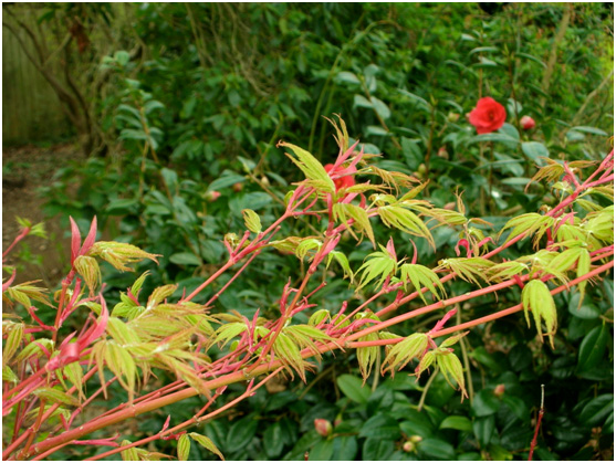 New spring growth on red barked stems Acer palmatum Sango-kaku